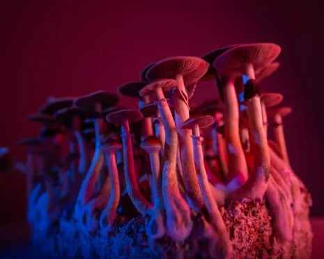 About Psychedelics by Justin Smith-Ruiu: A Philosophical Exploration into Mind-Altering Compounds